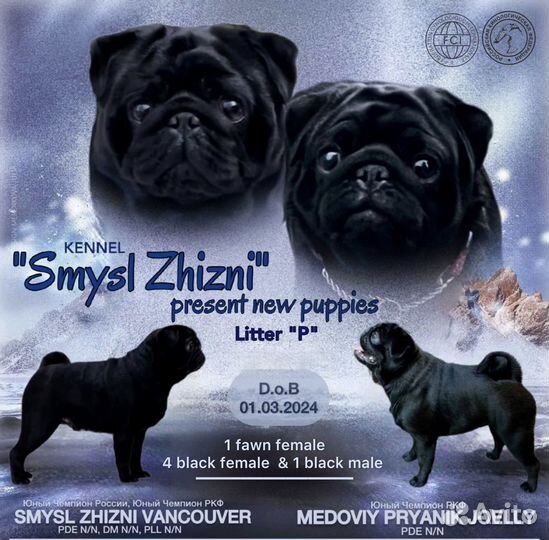 Черная девочка мопса