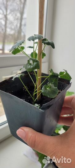 Кампанула Майя невеста