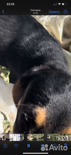 Девочка в добрые руки