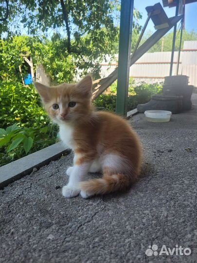 Котята в добрые руки бесплатно