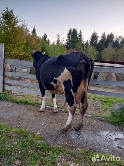 Коровы дойные молочные