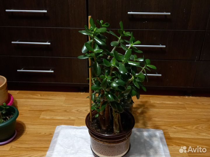 Толстянка