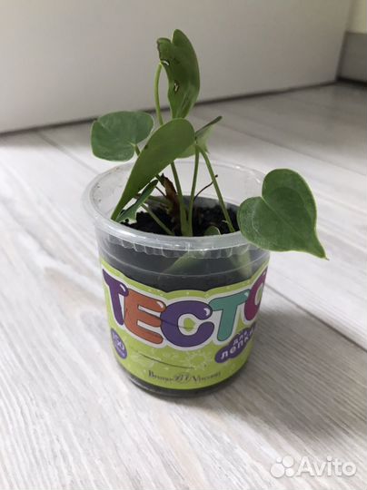 Толстянка (денежное дерево), антуриум, алоэ