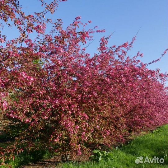 Яблоня декоративная Профьюжен
