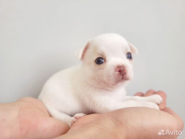 Щенки чихуахуа