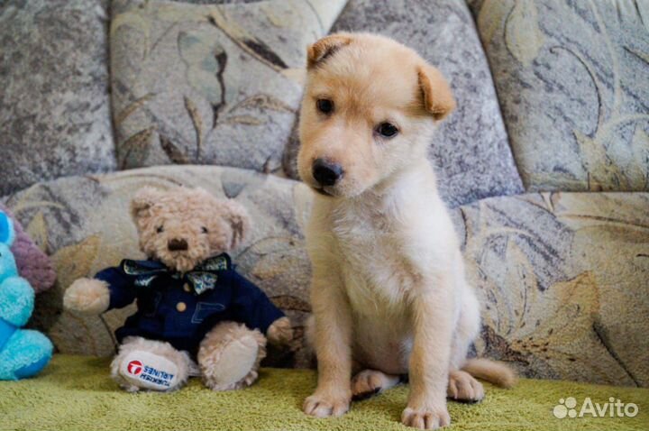 Ищет дом очаровательный щенок Марго