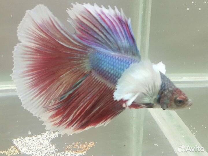 Рыбка петушок