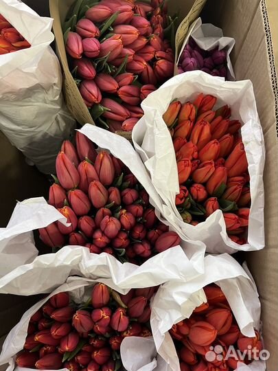 Тюльпаны розница