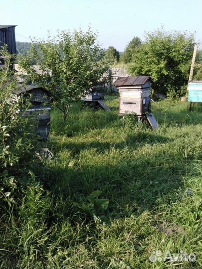 Мёд 3л сбор 2023г