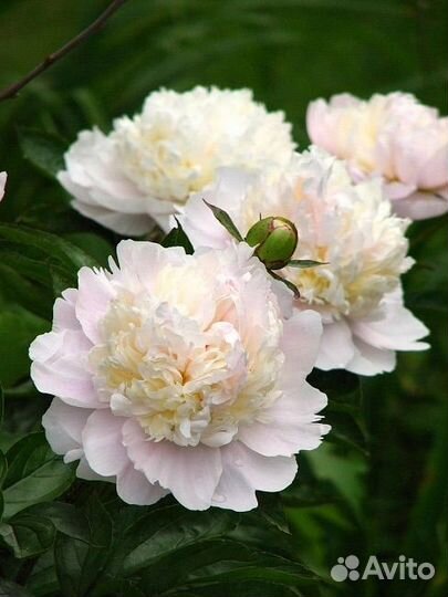 Пионы сортовые в горшках