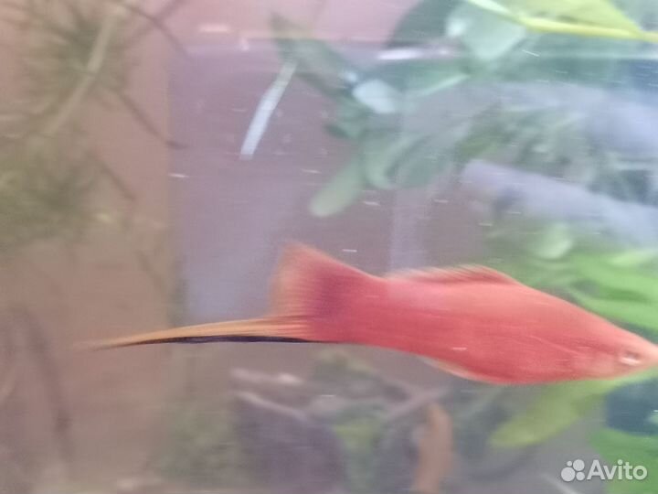 Самец меченосец, улитки Покемоны