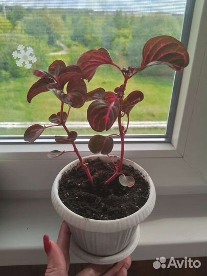 Ирезине,шеффлера,бальзамин