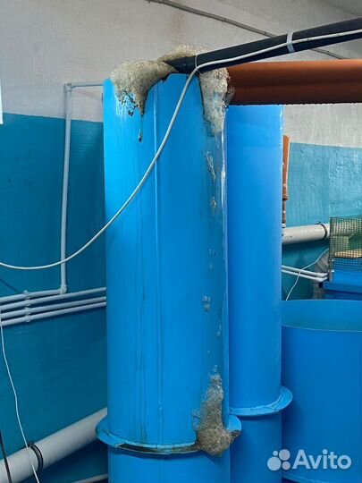 Строим системы узв для разведения рыбы