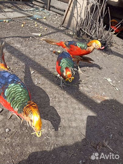 Золотые фазаны