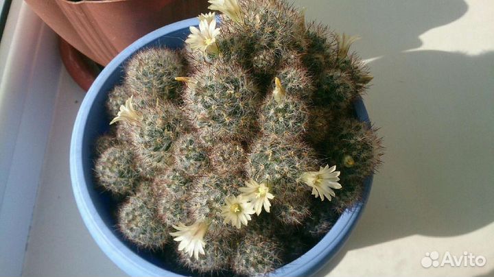 Кактус