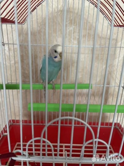 Попугай волнистый с клеткой