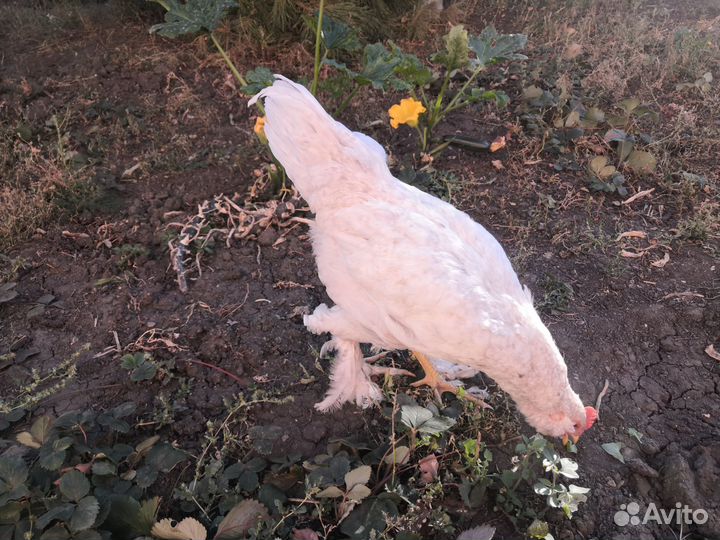 Молодые петухи