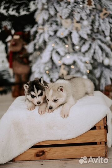 Новогодняя фотосессия в студии