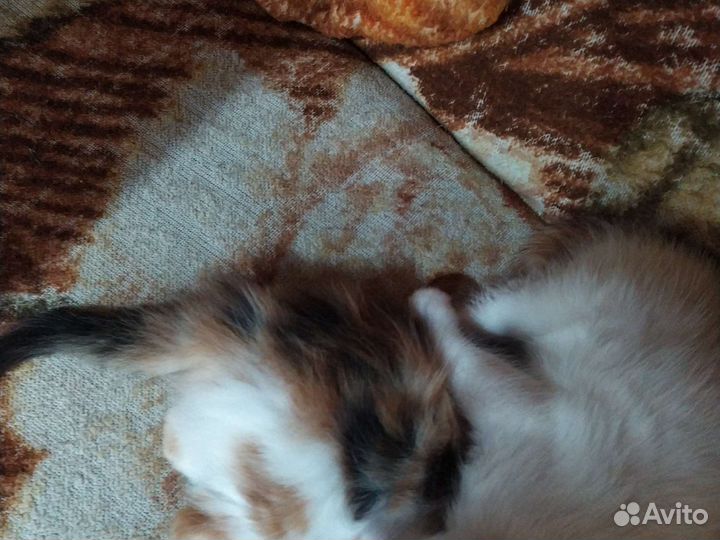 Котята бесплатно