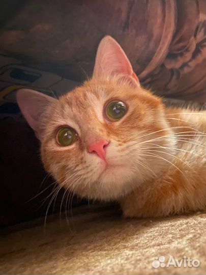Отдам кота в добрые руки