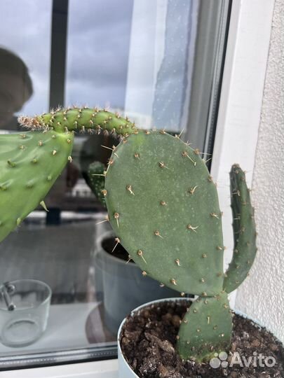 Кактус опунция из Крыма