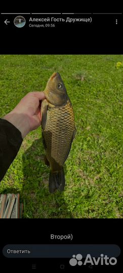 Платная рыбалка Карп Амур Толстолоб Щука Карась