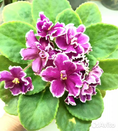 Фиалка цветущая