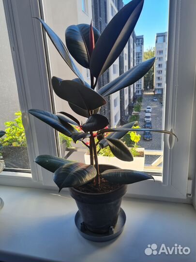 Фикус каучуконосный большой