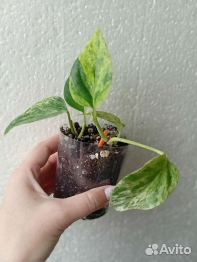 Комнатные растения