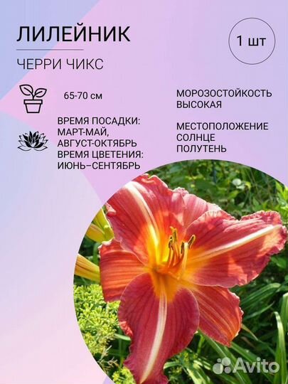 Рассада и комнатные растения