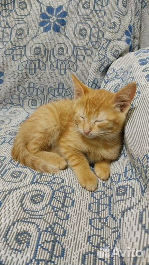Кошка в дар