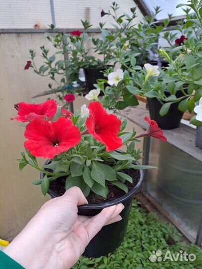 Рассада петунии