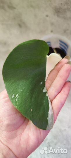 Монстера вариегатная Альба