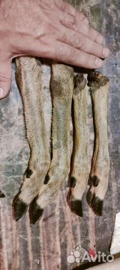 Копыта косули