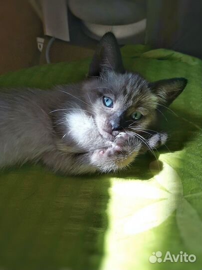 Тайские котята