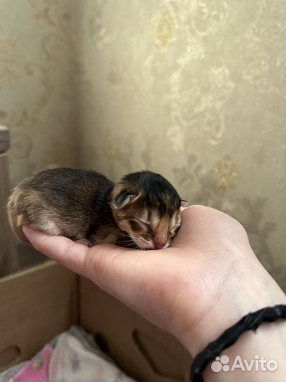 Малышки абиссинки