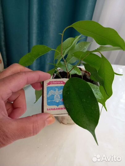 Комнатные цветы