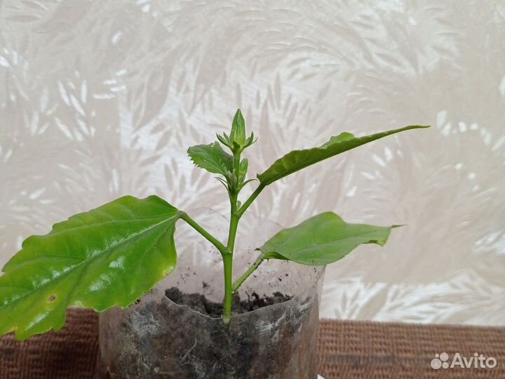 Гибискус махровый красный