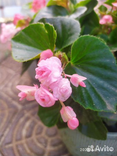 Комнатные цветы