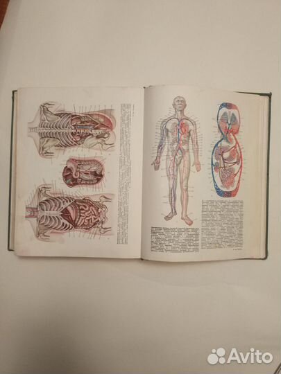 Популярная медицинская энциклопедия, 1961