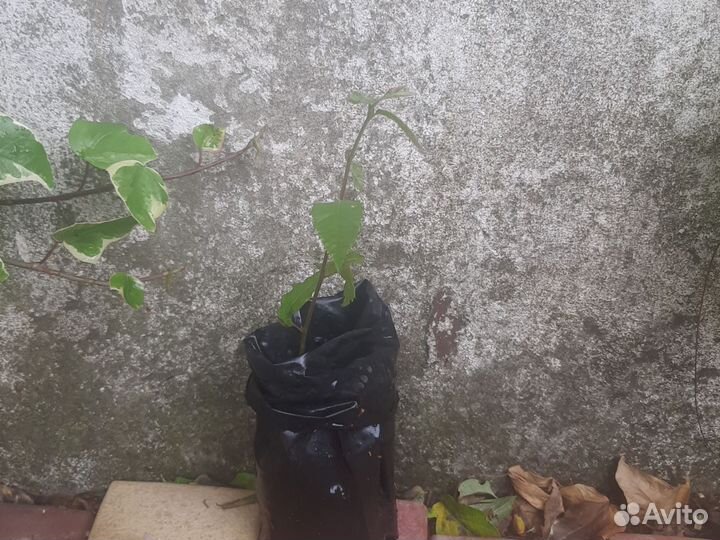 Саженцы каштана китайского, мягчайшего