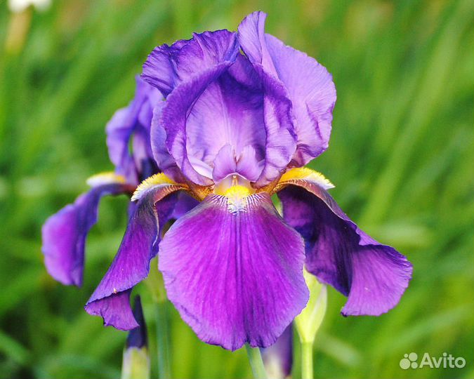 Ирисы фиолетовые