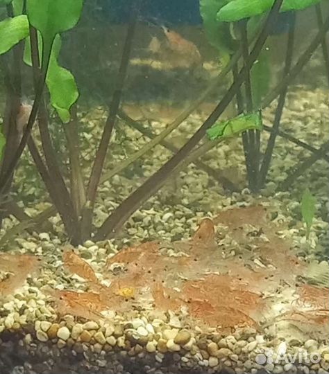 Аквариумные креветки