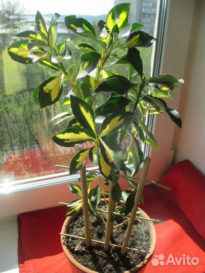 Бересклет японский