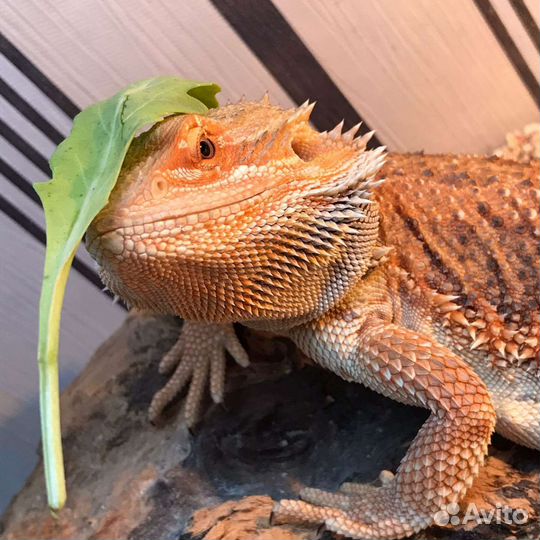 Бородатая агама