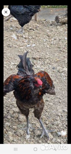 Гергебильские куры