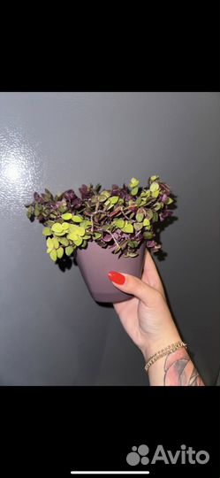 Комнатные растения