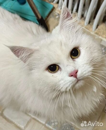 Кошечка в добрые руки