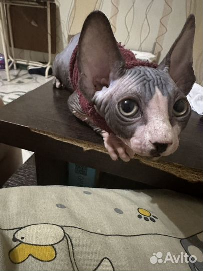 Котенок сфинкс