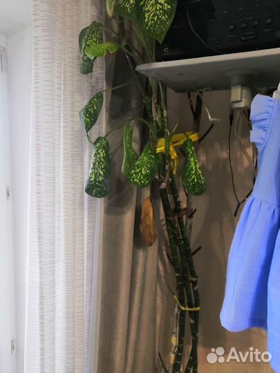 Диффенбахия, комнатное растение 2м высотой